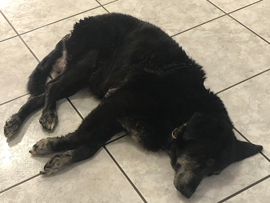 ¿Por qué nuestros perros se enferman tanto y mueren jóvenes?