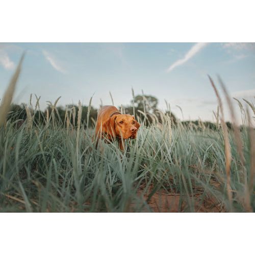D.T. Systems Training Scent for Hunting Dogs — 4 oz