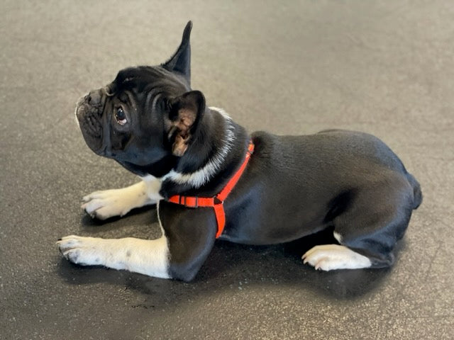 SENSE-ible® No-Pull Dog Harness