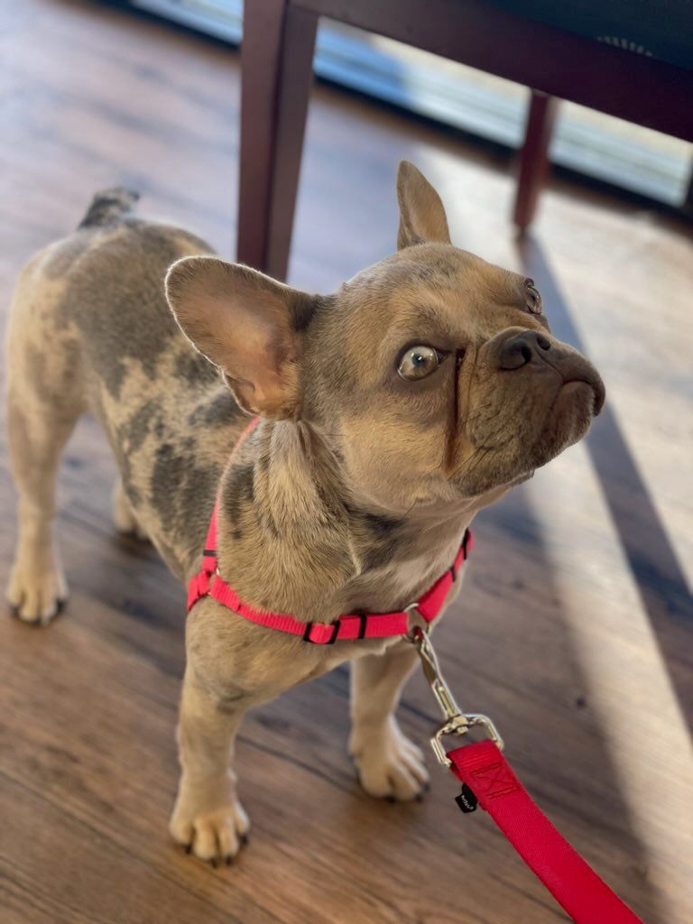 SENSE-ible® No-Pull Dog Harness