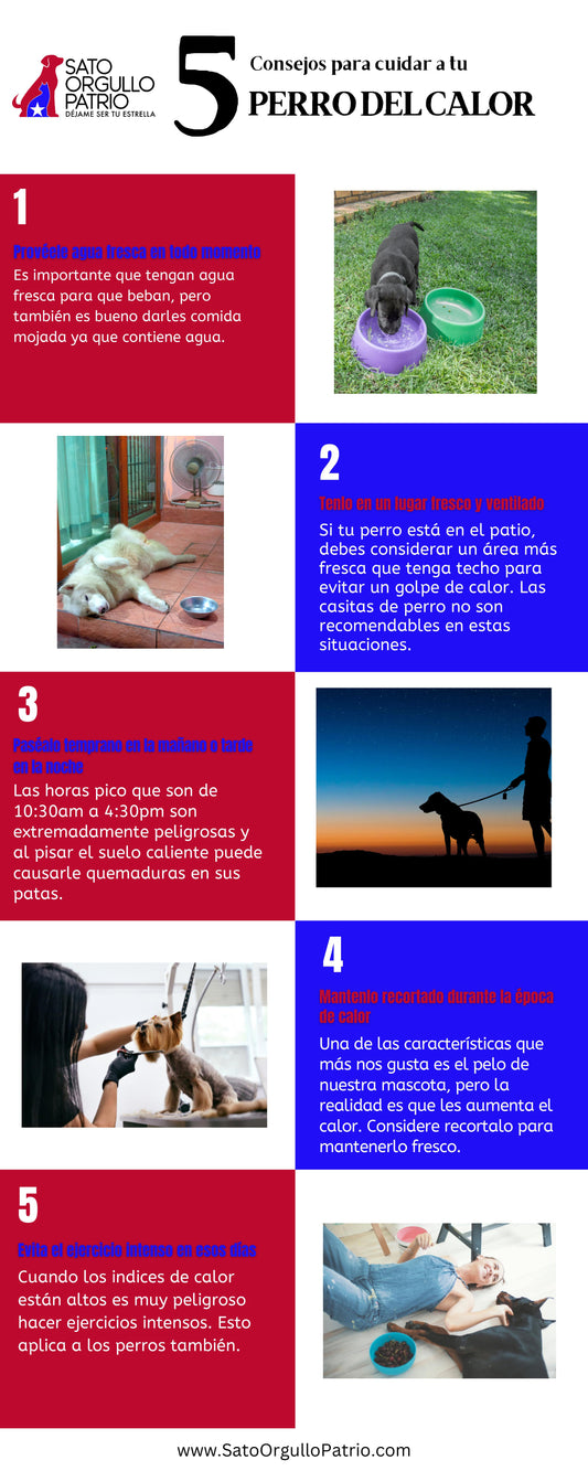 Como cuidar a tus perros durante el calor...