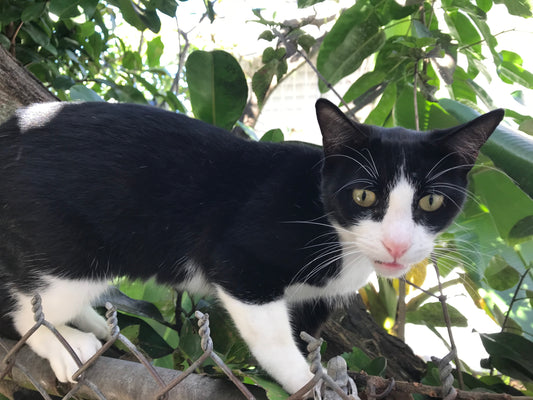 NUESTROS GATOS Y SUS CARRERAS FRENETICAS