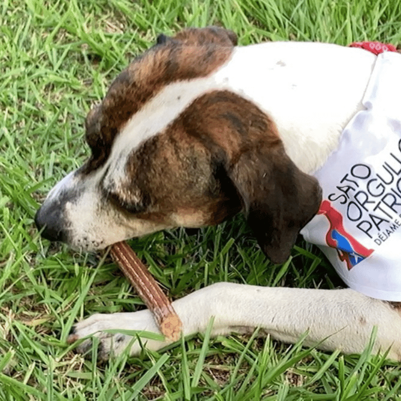 Juguetes y golosinas para perros