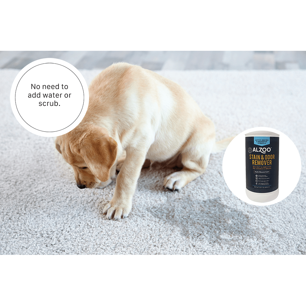 ALZOO Stain & Odor Remover Spray — Citrus Vanilla