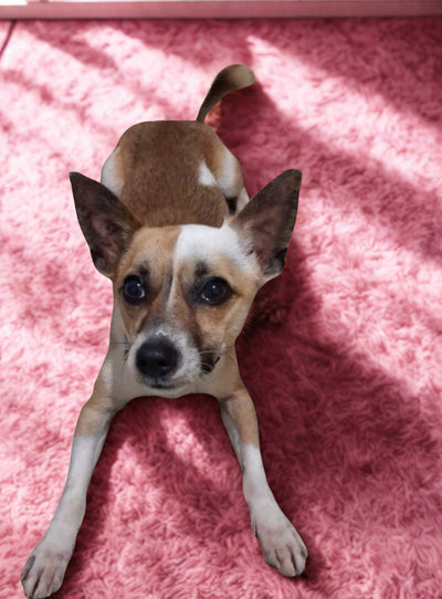 Chico