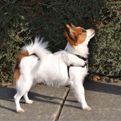 SENSE-ation No-Pull Dog Harness