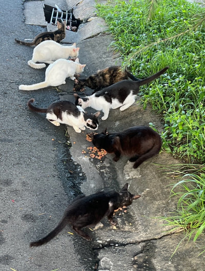 Gatos sin hogar