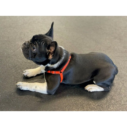SENSE-ible No-Pull Dog Harness