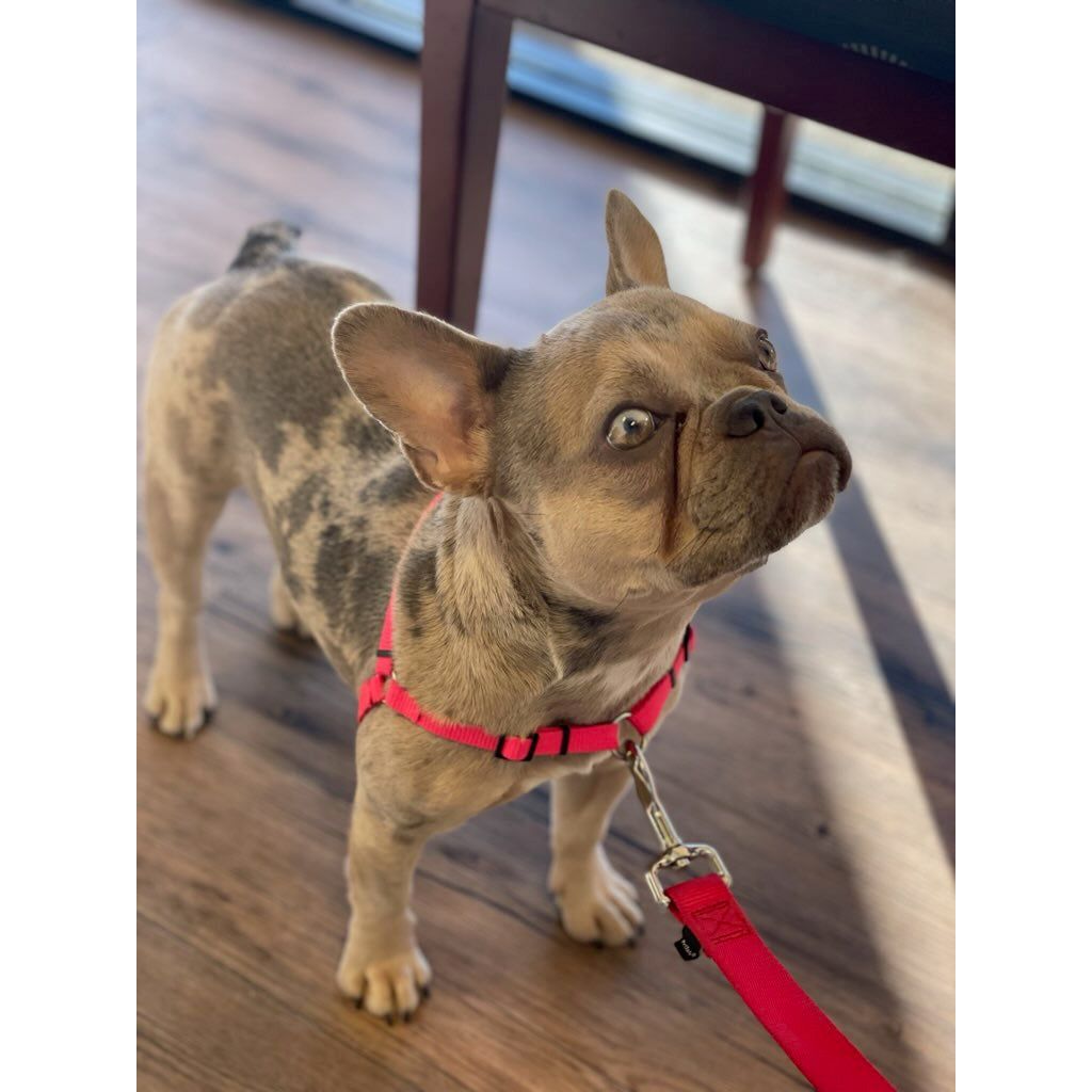 SENSE-ible No-Pull Dog Harness