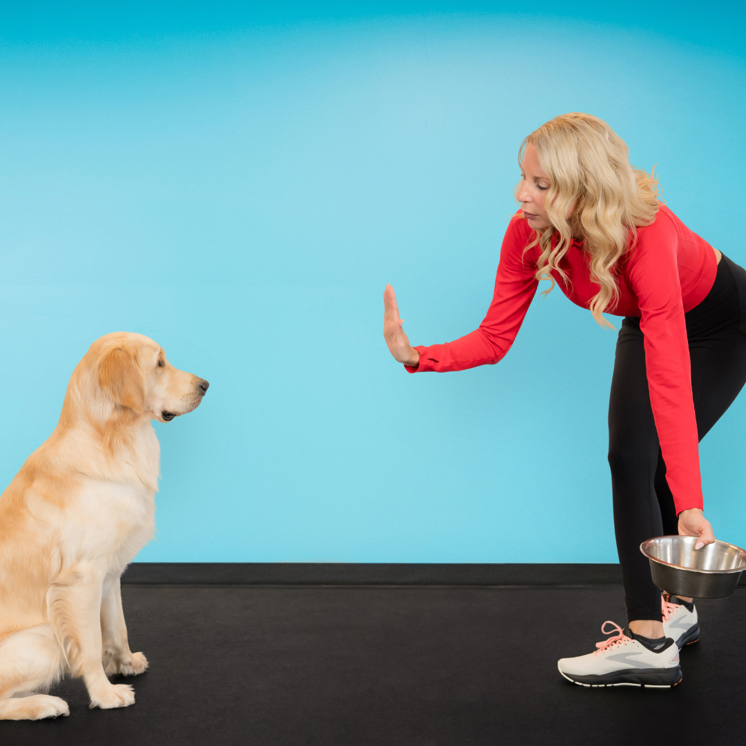 Dog Training Made Simple — The New Owner's Guide to Positive Reinforcement Training