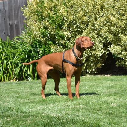 SENSE-ation No-Pull Dog Harness