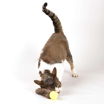 Go Cat Da Fur Pong — Rabbit Fur, Feather & Catnip Cat Toy