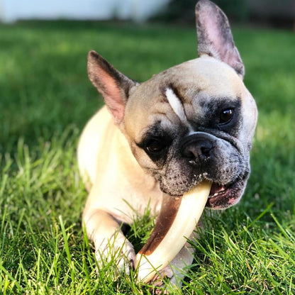 Spunky Pup Snack & Chew Antler Dog Chew Toy — Medium