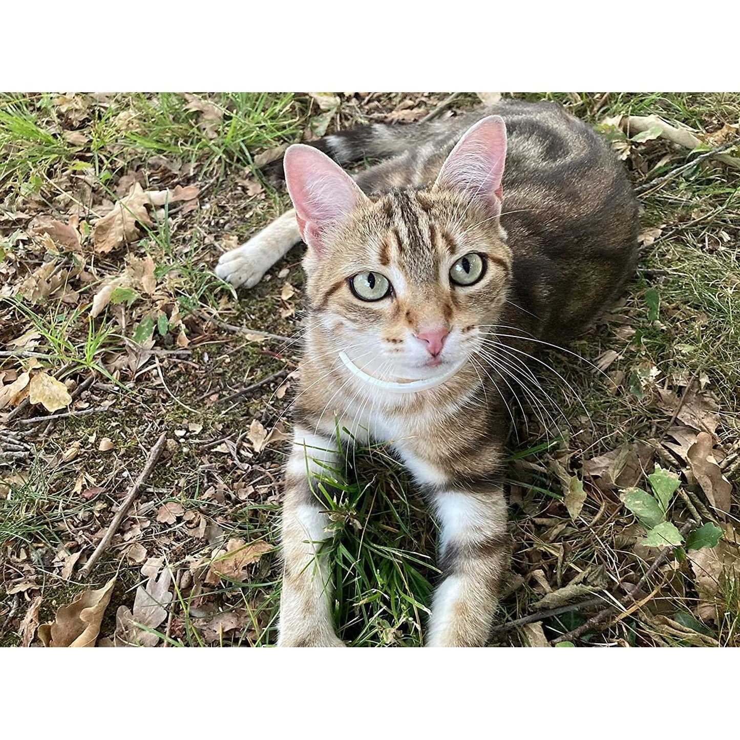 ALZOO All-Natural Calming Collar for Cats