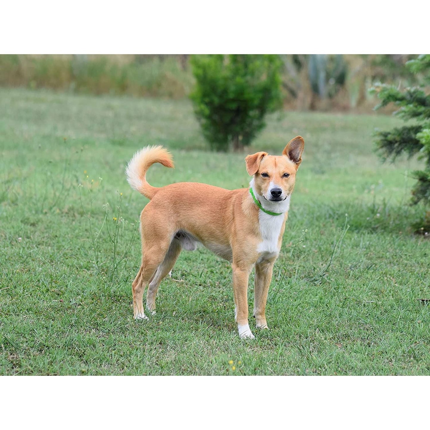 ALZOO Hemp Collar for Dogs — Natural Joint & Mobility Support
