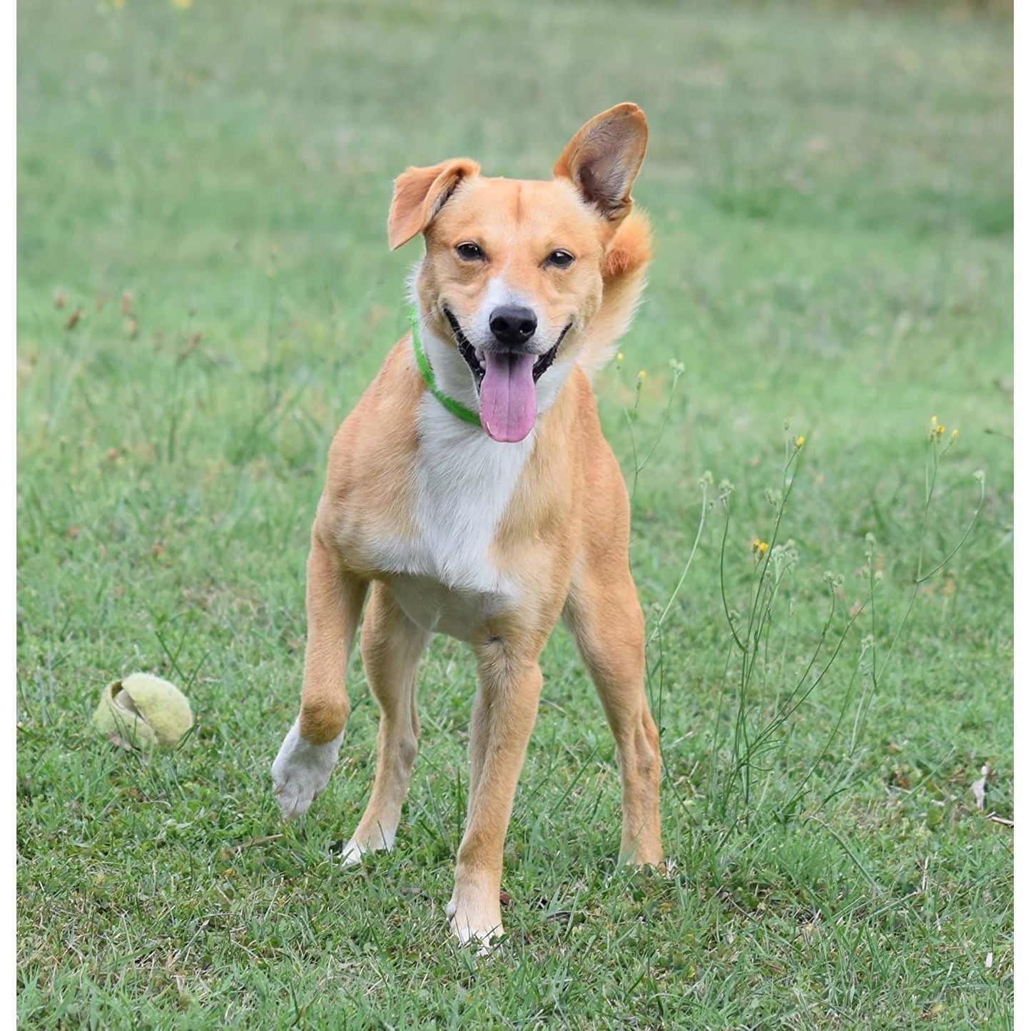 ALZOO Hemp Collar for Dogs — Natural Joint & Mobility Support
