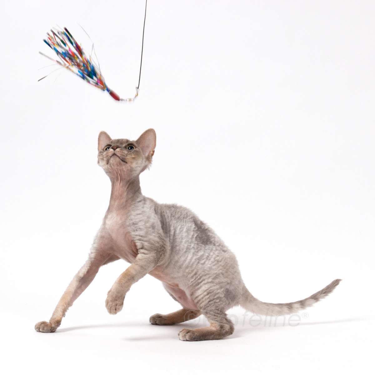 Go Cat Da Bird Cat Toy Refill Accessories, Sparkler