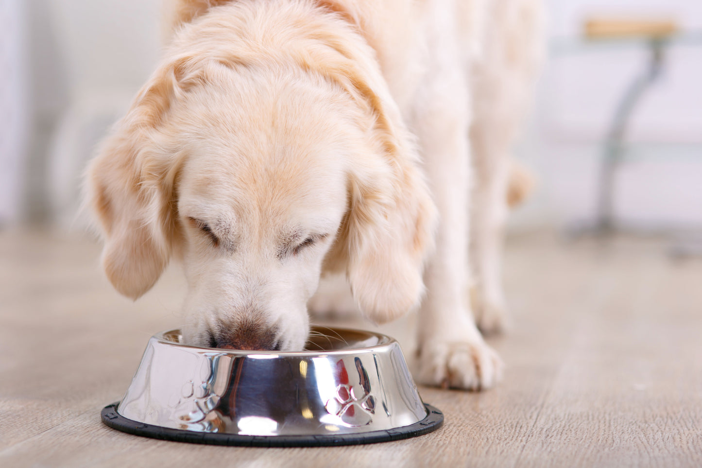 Dog-Cat-Stainless-Steel-Bowl.jpg