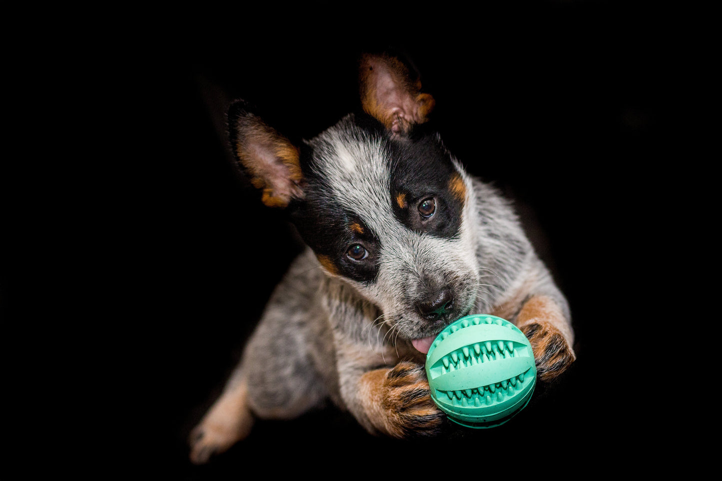 Ball-Tug-Rope-Toy.jpg