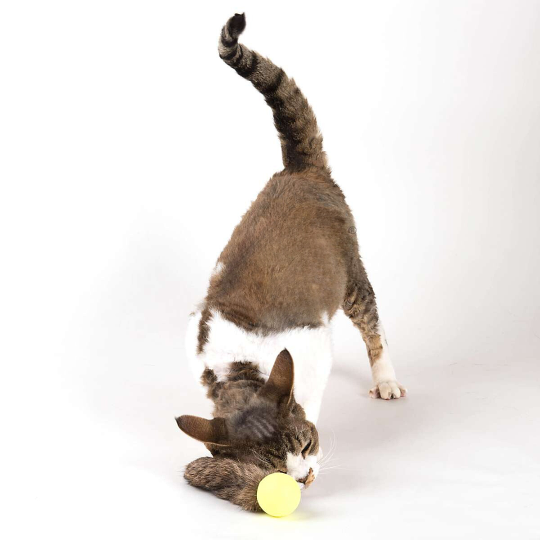 Go Cat Da Fur Pong Cat Toy