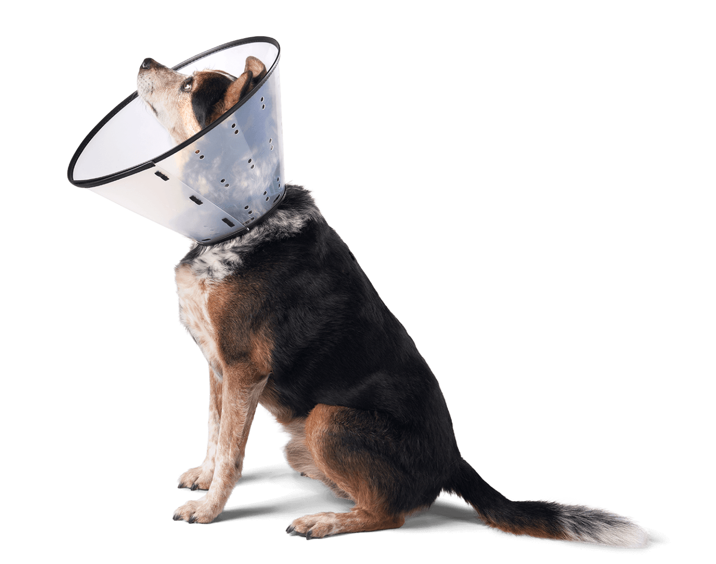 Remedy + Recovery E-Collar for Dogs and Cats