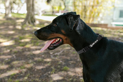 Drop Collar Reflective Nylon Dog Collar with Patent Pending Upright Leash Connection Point