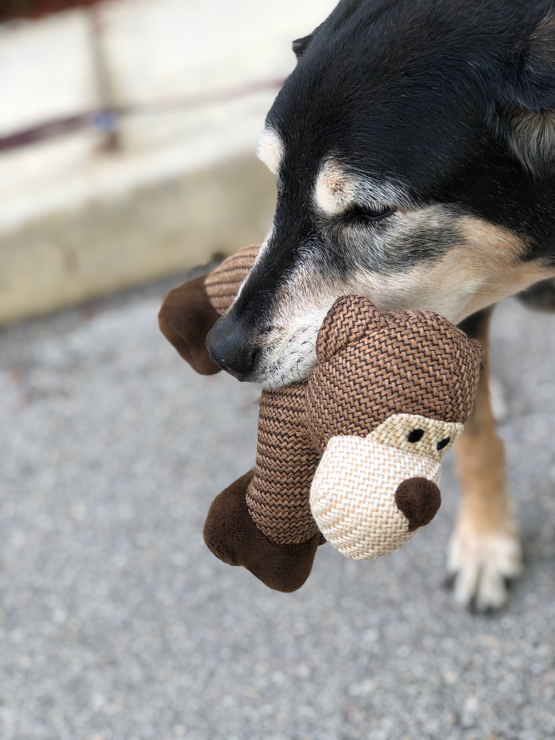 Minimalist-Dog-Toy.jpg