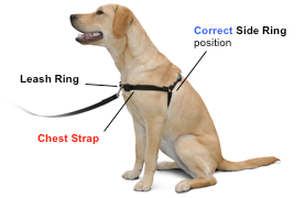 SENSE-ation® No-Pull Dog Harness