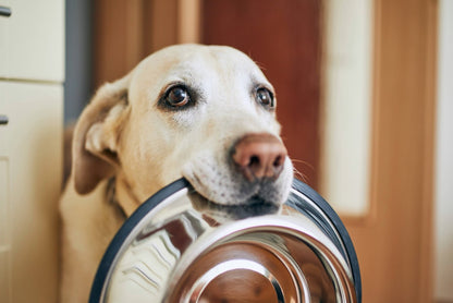 WOOZAPET Stainless Steel Bowl for Dogs and Cats